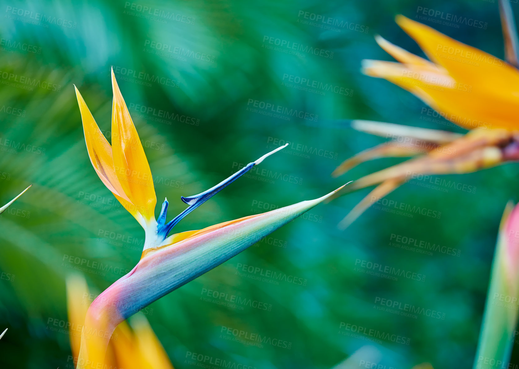 Buy stock photo Bird of paradise, flower and plant in garden, nature and ecology in tropical environment in summer. Closeup, crane and leaf outdoor for botany, sustainable and eco friendly growth with floral color