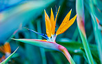 Bird of Paradise