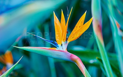 Buy stock photo Crane flower, nature and closeup outdoor for ecology in tropical environment in summer. Bird of paradise, plant and leaf at garden for botany, sustainable growth and eco friendly with floral color