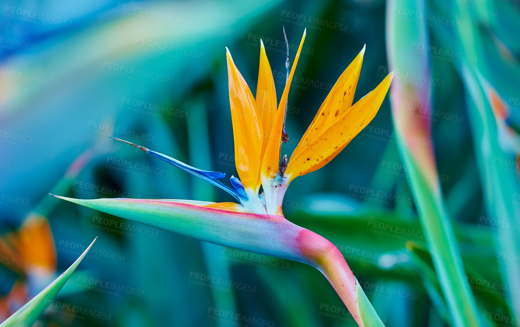 Buy stock photo Crane flower, nature and closeup outdoor for ecology in tropical environment in summer. Bird of paradise, plant and leaf at garden for botany, sustainable growth and eco friendly with floral color