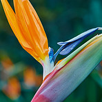 Bird of Paradise