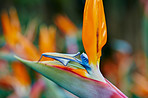 Bird of Paradise