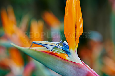 Buy stock photo Bird of paradise, flower and plant in nature, garden and ecology in tropical environment in summer. Closeup, crane and leaf outdoor for botany, sustainable and eco friendly growth with floral color