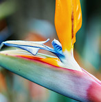 Bird of Paradise