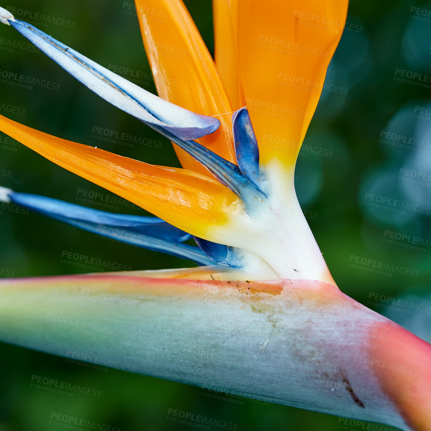 Buy stock photo Photo of the beautiful Bird of Paradise