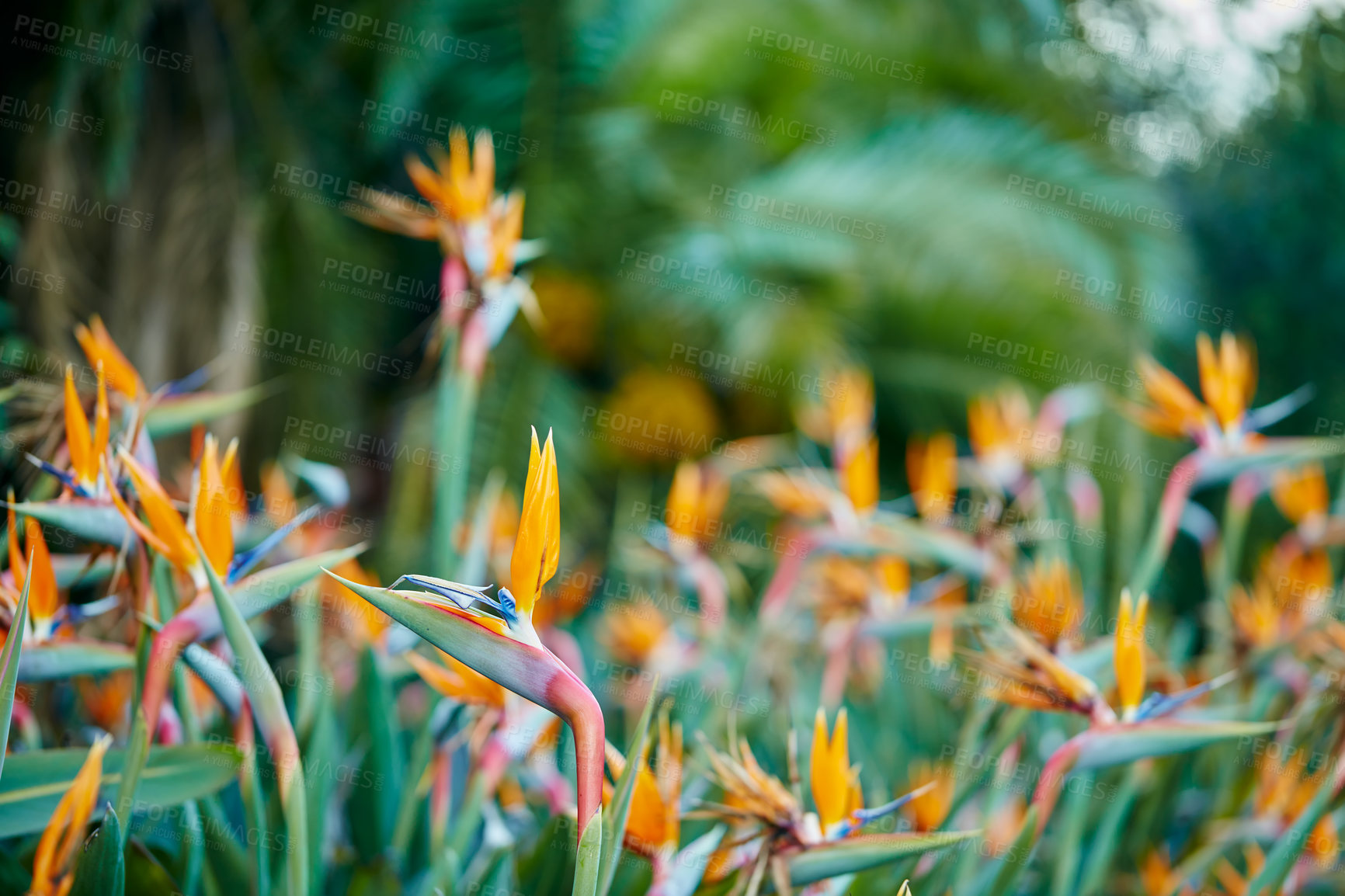 Buy stock photo Photo of the beautiful Bird of Paradise