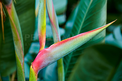 Buy stock photo Photo of the beautiful Bird of Paradise