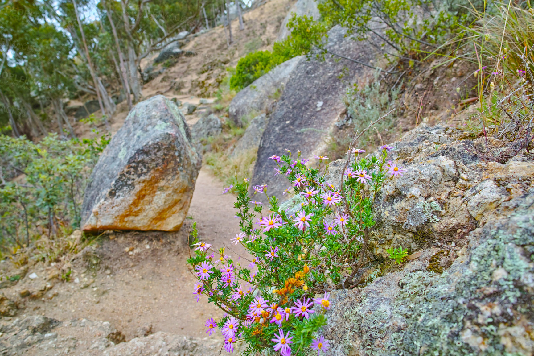 Buy stock photo Nature, flowers and rocks with plants in forest for eco friendly, environment and sustainability. Floral, outdoor and ground with foliage at countryside for ecosystem conservation, botany and ecology