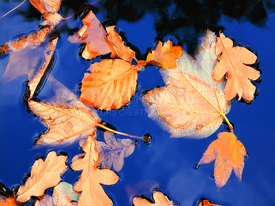 Buy stock photo Autumn leaf and blue lake. Change of season brings new possibilities, change and weather. Floating orange leaves against a calm water surface with copyspace. Golden leaf flowing with a stream