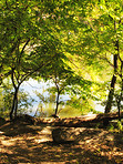 A very sharp and detailed photo of the famous saturated Danish forest in springtime