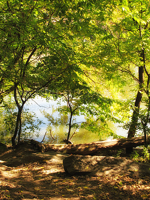 Buy stock photo Beautiful green Danish forest. Perfect getaway for hikers who enjoy nature, picnics and barbecues outdoors.The danish forest is most beautiful in spring, with beech trees and anemones in bloom