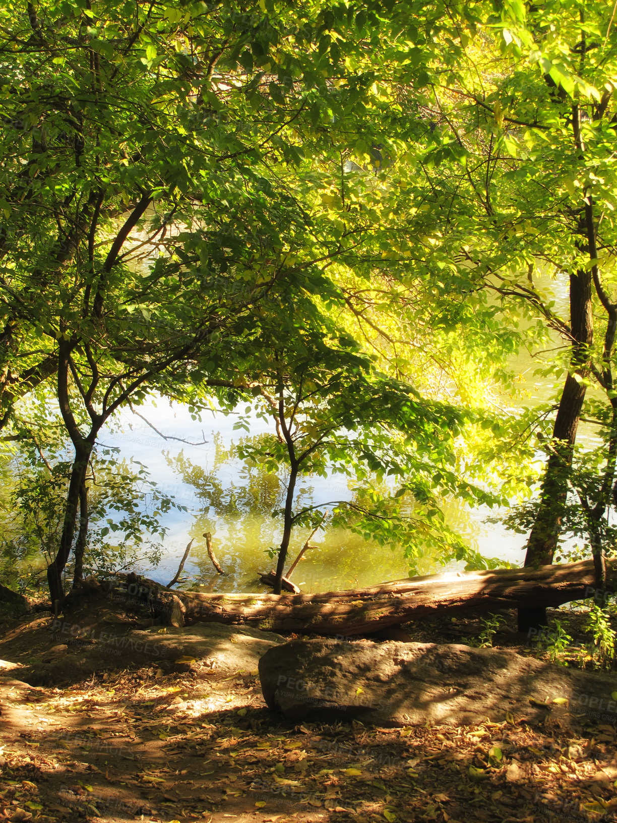 Buy stock photo Beautiful green Danish forest. Perfect getaway for hikers who enjoy nature, picnics and barbecues outdoors.The danish forest is most beautiful in spring, with beech trees and anemones in bloom