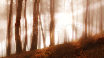 Buy stock photo Woods, trees and outdoor blur in nature, sun flare and peace in morning countryside on vacation. Forest, fantasy and mystery in sustainable environment, magical location and enchanted wilderness