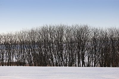 Buy stock photo Winter, trees and environment with nature, outdoor and travel with tourism, adventure and Canada. Empty, countryside and cold weather with woods, forest and natural beauty with snow and landscape