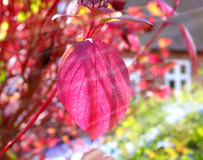 Buy stock photo Red autumn leaves bloom in the sunshine with sun rays shining through. Nature scene close up of a pink leaf that is blowing by the wind and autumn with blur colorful bokeh background in a garden