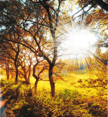 Buy stock photo An Autumn forest in bright sunlight. Tall trees with golden brown orange and yellow leaves in a park or bushy woodland with sun rays. A row of dark stained maple tree trunks during fall season