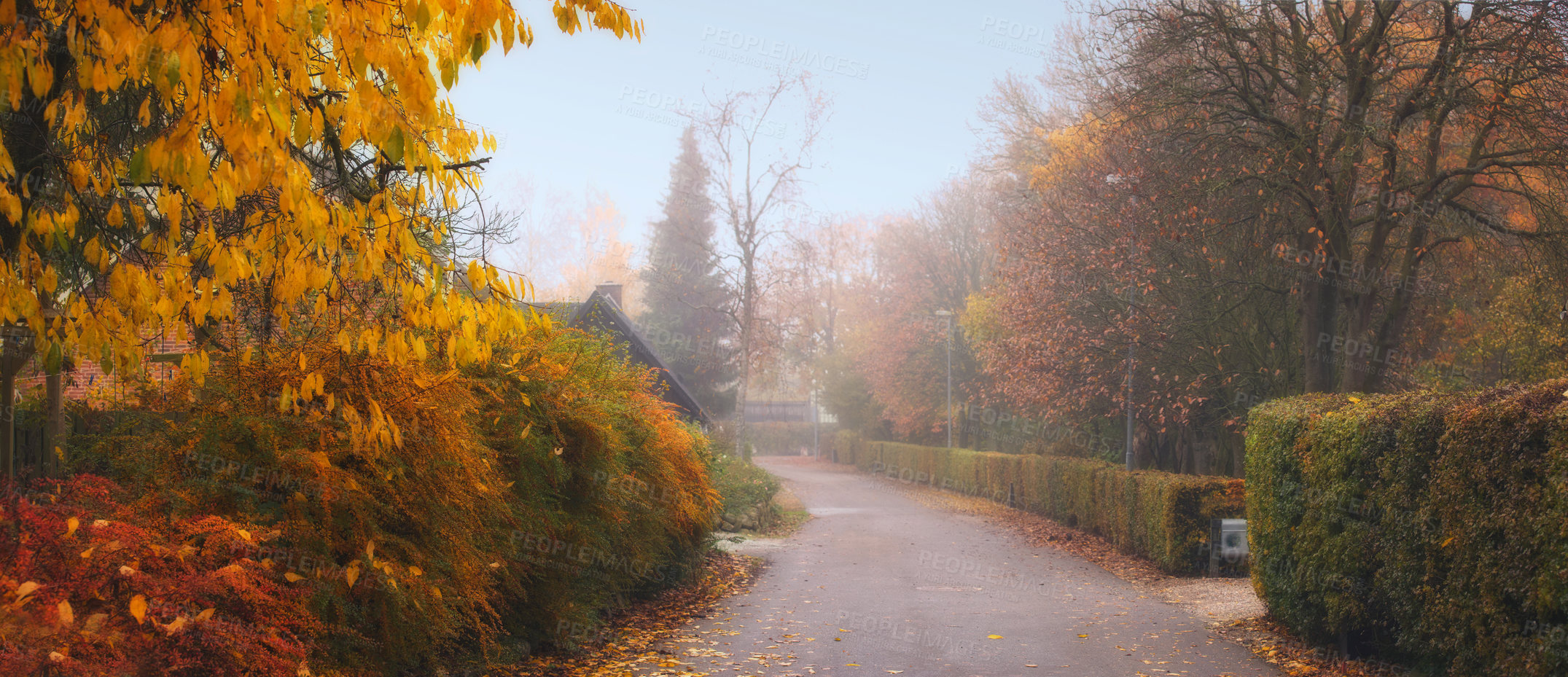 Buy stock photo A driveway with bushes and trees next to the road. Green decorative trimmed plants on the pavement in a town. A street in a village in Denmark on a foggy day with growing shrubs or flora by a roadway