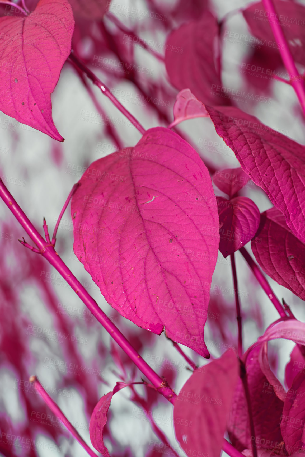 Buy stock photo Autumn pink leaves on branches. Change of season brings new possibilities, chance and weather. Hanging vibrant leaves against cloudy sky with copyspace. Neon funky leaves for a scenic wallpaper 