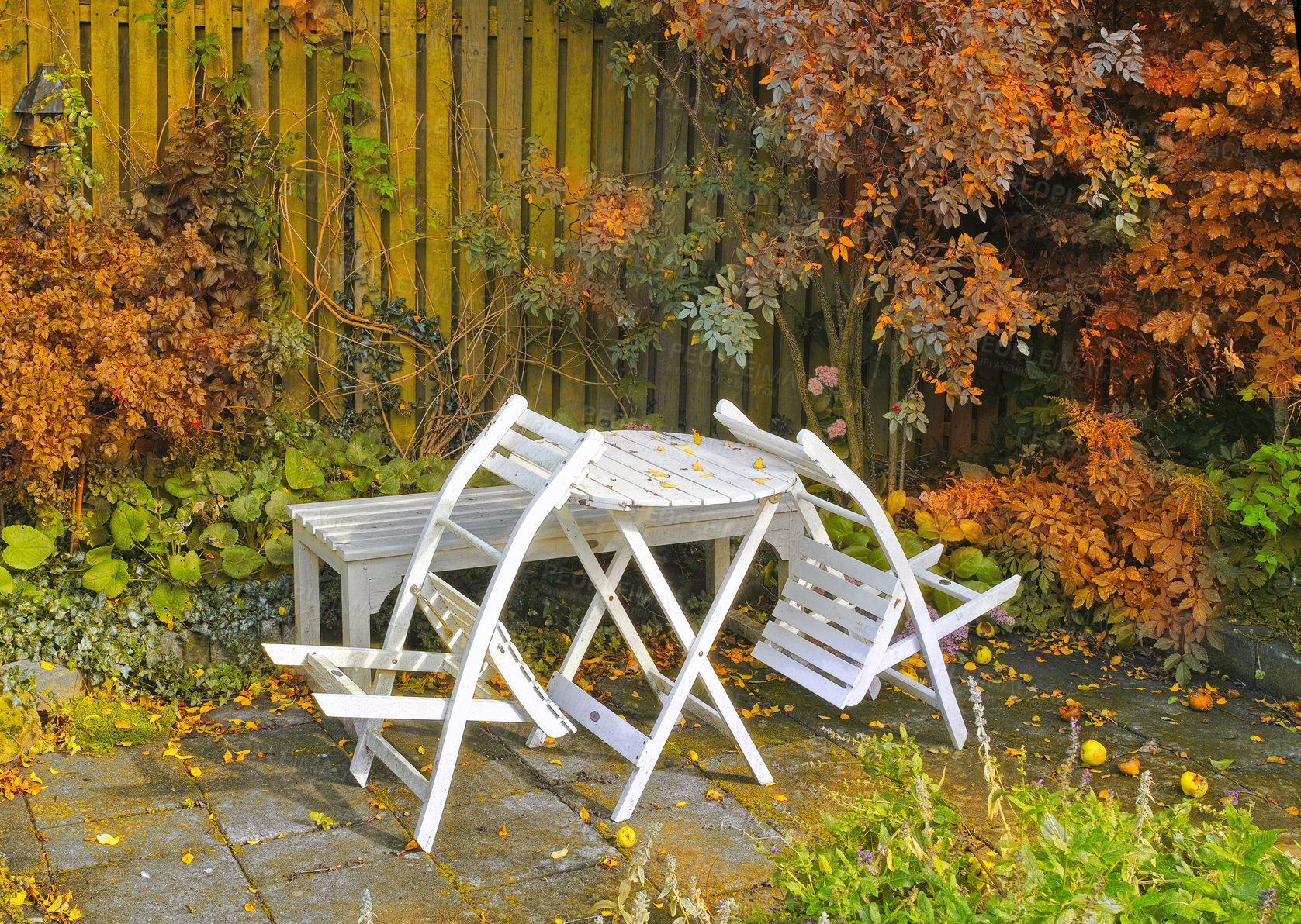 Buy stock photo White wooden chairs and table in a serene, peaceful, lush, private backyard at home in autumn. Patio furniture set in outdoor space, seating in an empty and tranquil garden with scrub plants