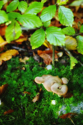 Buy stock photo Closeup of mushrooms growing in a green forest. Small white fungi thriving among moss lichen from the ground under a tree plant. Group of wild edible sprouts between green plantations
