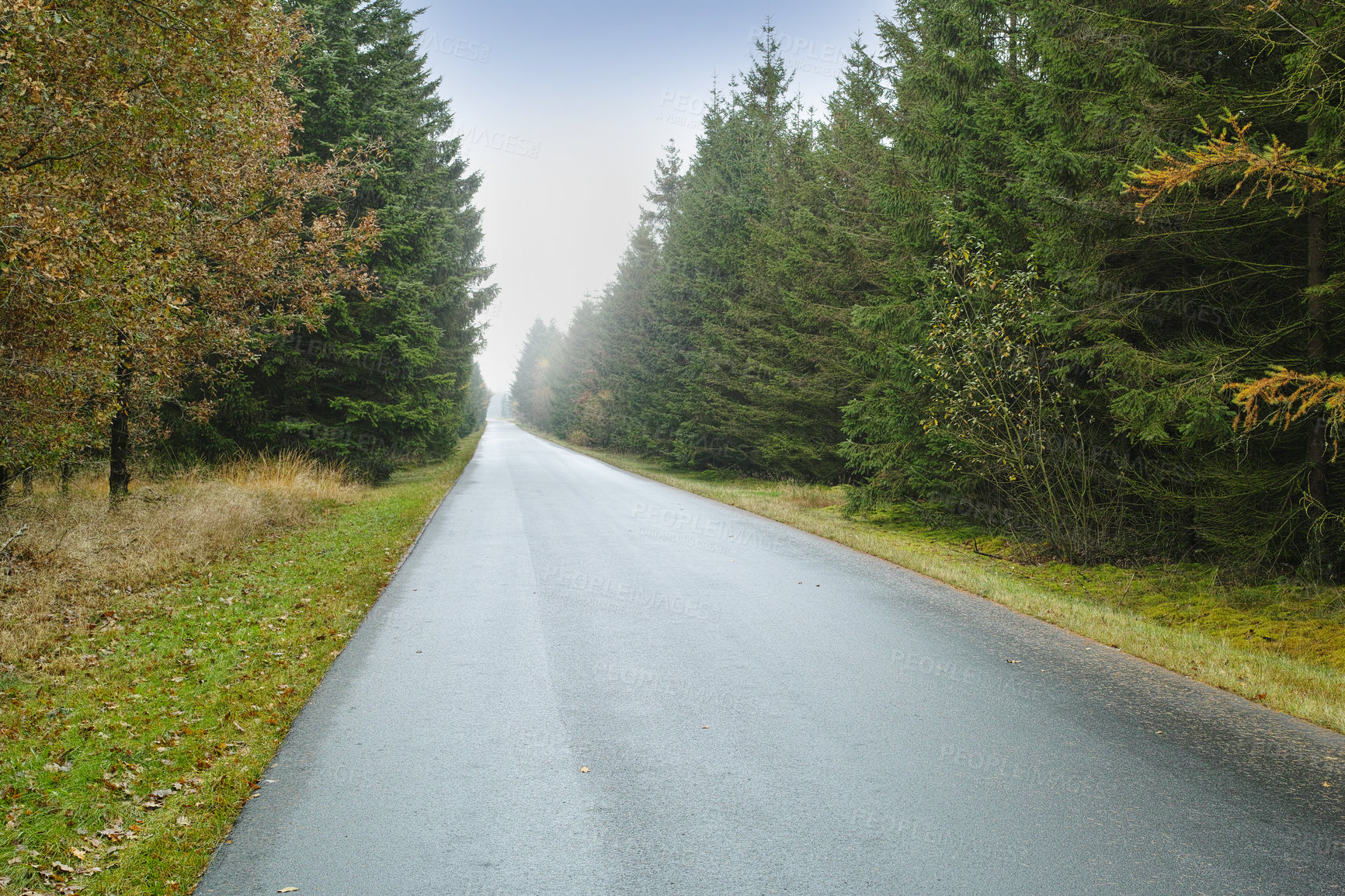 Buy stock photo A road through the forest, tall trees with vibrant shades of green and brown leaves in a park or bushy woodland. A street leading to the perfect picnic spot, dreamy wallpaper of quiet woods