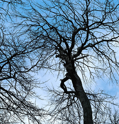 Buy stock photo Dark tree silhouette against a blue sky. Tall, slim with bare branches in a park or bushy woodland. Lonely standing Timer trunk during fall season, creepy, horror nightmare wallpaper with copyspace