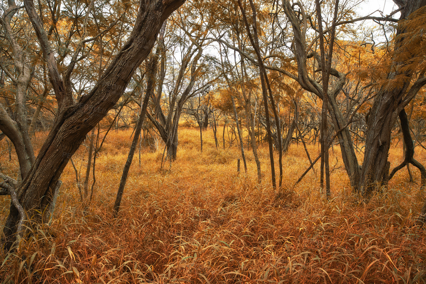 Buy stock photo Woods, growth and outdoor autumn in nature, travel and peace in morning countryside on vacation. Forest, fantasy and mystery in sustainable environment, magical location and enchanted wilderness