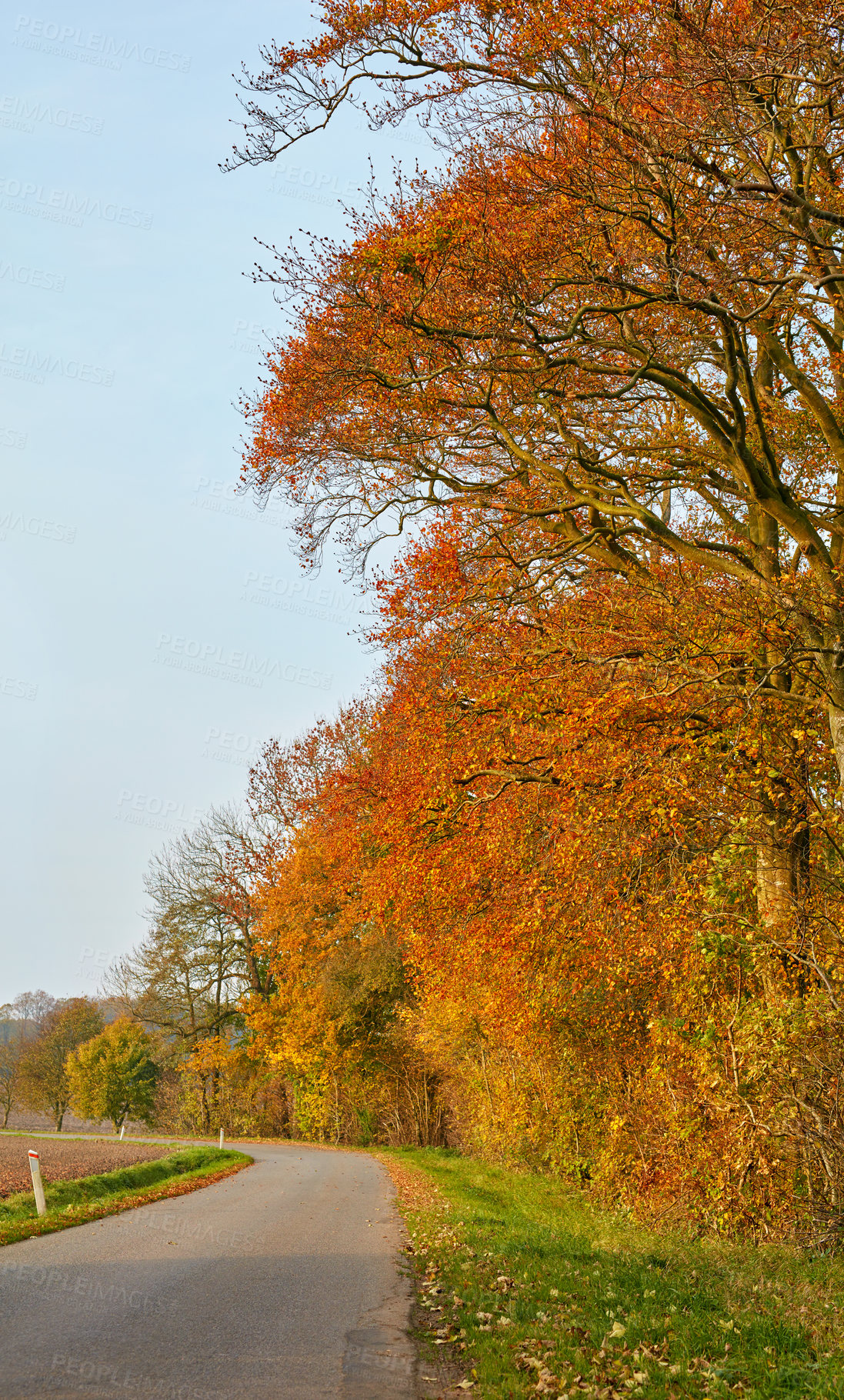 Buy stock photo Road, trees and leaves in autumn for landscape, weather and travel with driving, season and environment. Street, countryside and grass outdoor for nature, journey and tourism with holiday location