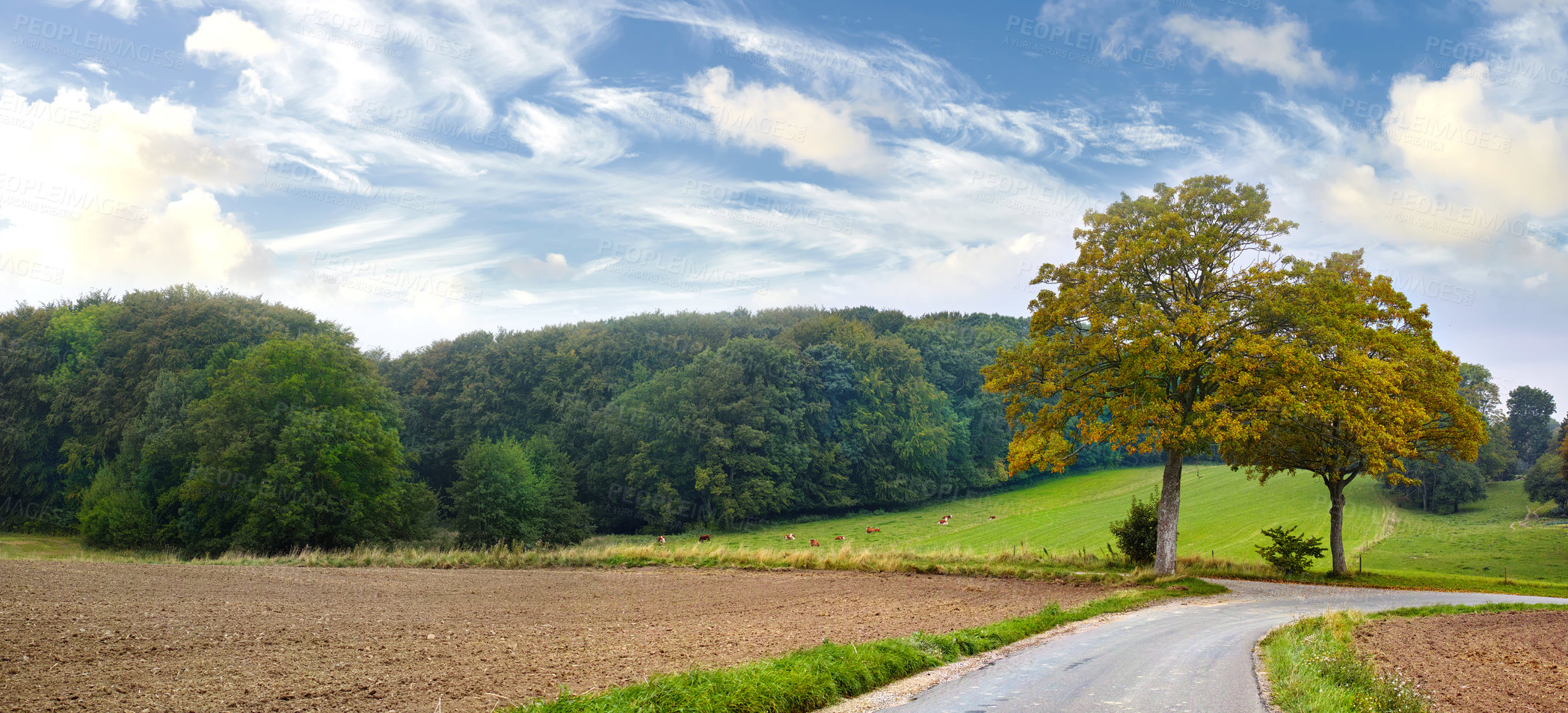 Buy stock photo Landscape, grass and trees in nature with road, blue sky and autumn for vacation, drive and travel. Street, tourism and trip in Sweden for holiday and countryside with sustainability and biodiversity