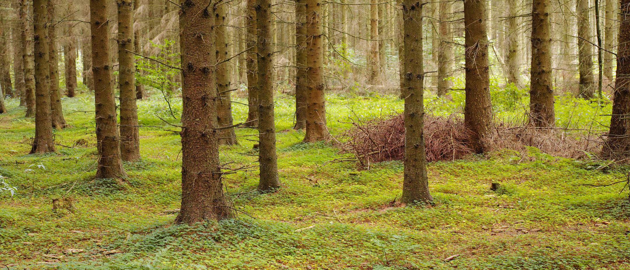 Buy stock photo The forest in the colors of autumn