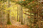 Forest dressed in the colors of autumn