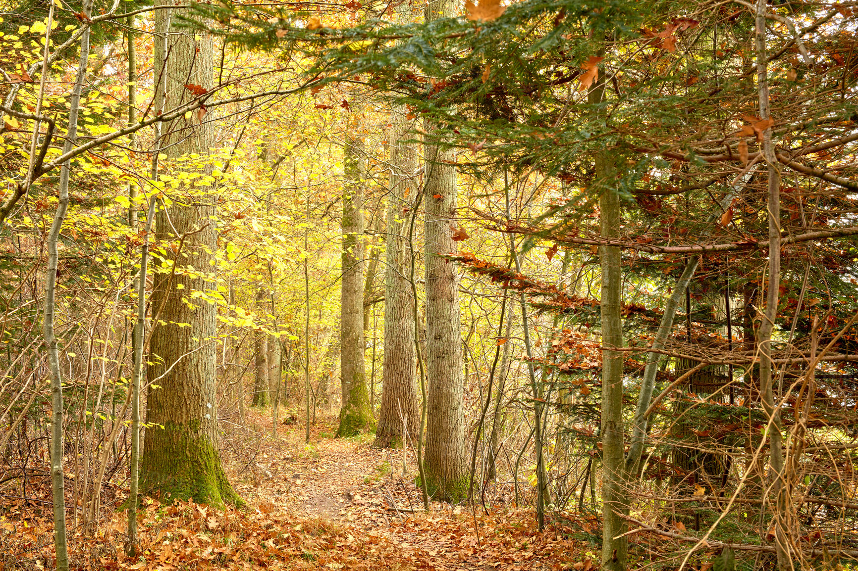 Buy stock photo The forest in the colors of autumn