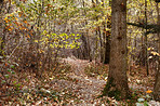 Forest dressed in the colors of autumn