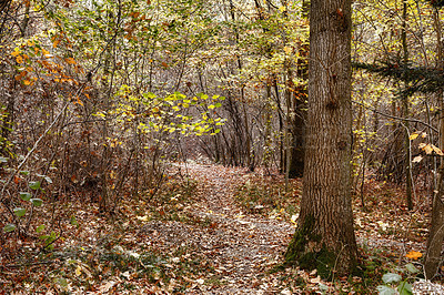 Buy stock photo Autumn, countryside and forest as landscape in background, texture or wallpaper for decor. Holiday, vacation and travel in meadow or woods for trees or nature, harmony or calm for adventure in Canada