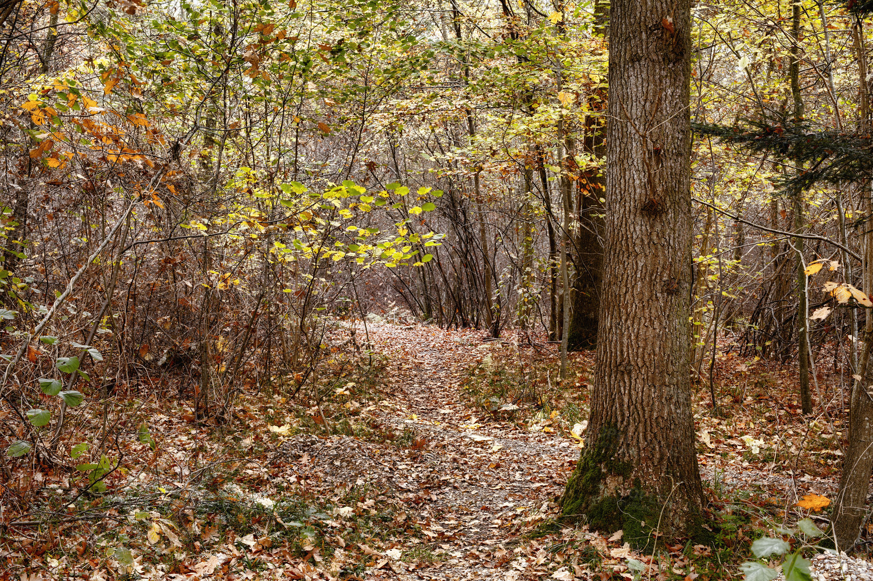 Buy stock photo Autumn, countryside and forest as landscape in background, texture or wallpaper for decor. Holiday, vacation and travel in meadow or woods for trees or nature, harmony or calm for adventure in Canada