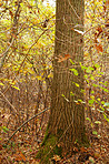 Forest dressed in the colors of autumn