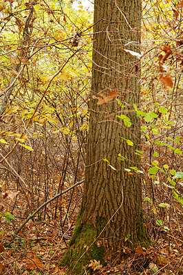 Buy stock photo Autumn, countryside and trees as landscape in background, texture or wallpaper for decor. Holiday, vacation and travel in meadow or woods for forest or nature, harmony or calm for adventure in Canada