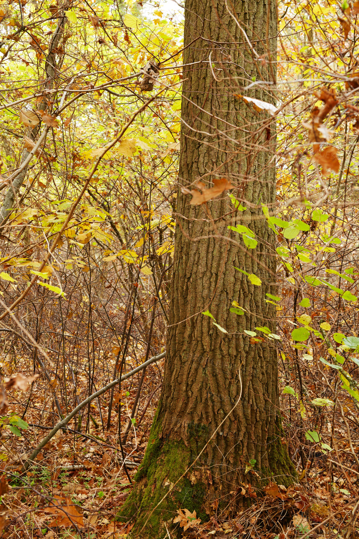 Buy stock photo Autumn, countryside and trees as landscape in background, texture or wallpaper for decor. Holiday, vacation and travel in meadow or woods for forest or nature, harmony or calm for adventure in Canada