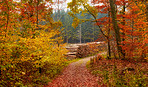 Forest dressed in the colors of autumn