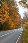 Forest dressed in the colors of autumn