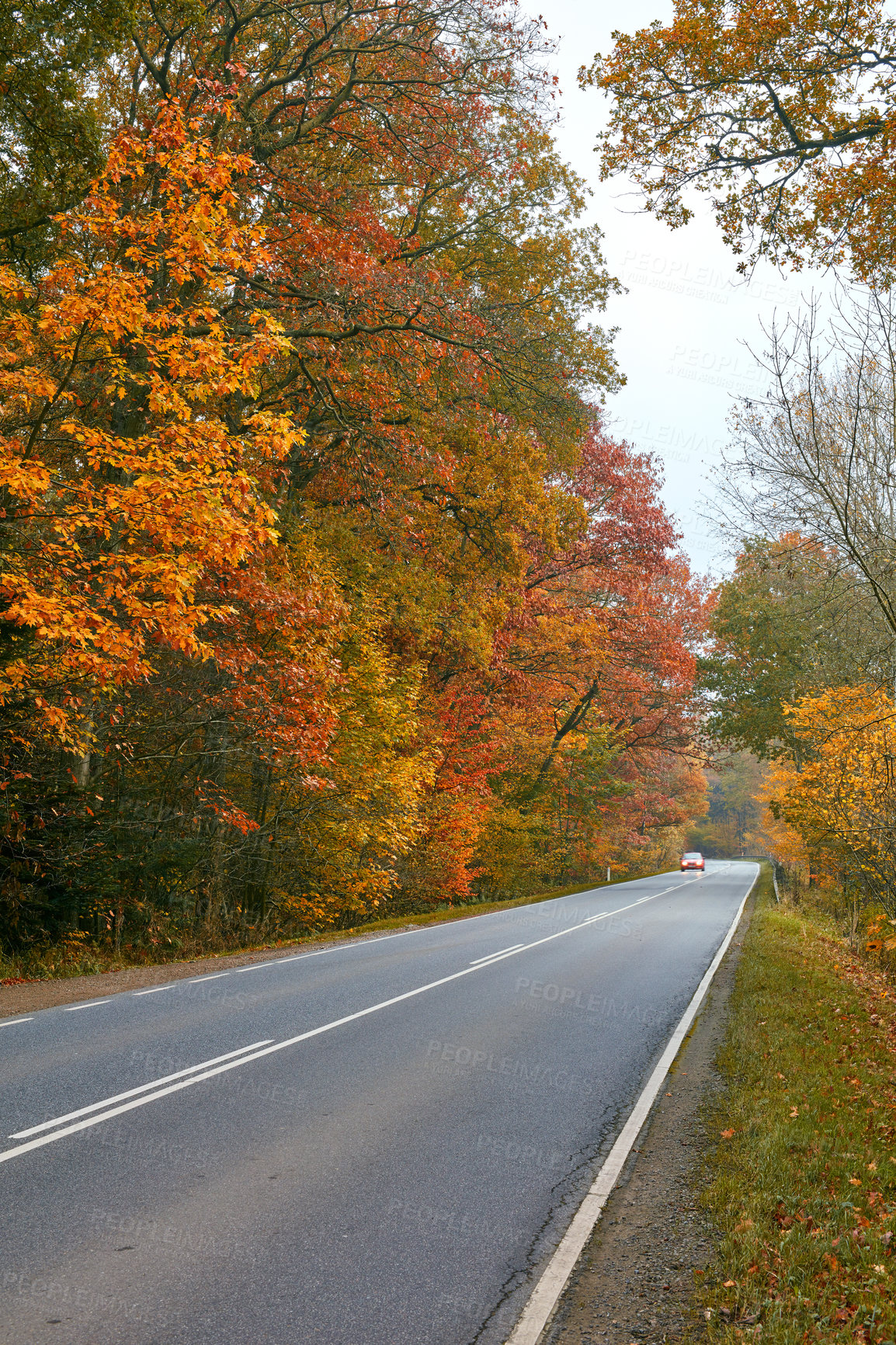 Buy stock photo The forest in the colors of autumn