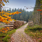 Pile of logs - the forest in autumn