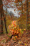 Forest dressed in the colors of autumn