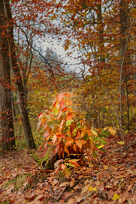 Buy stock photo Autumn, forest and leaves with landscape as background, texture or wallpaper for decor. Holiday, vacation and travel in meadow, woods and countryside for nature, peace and calm on adventure in Canada