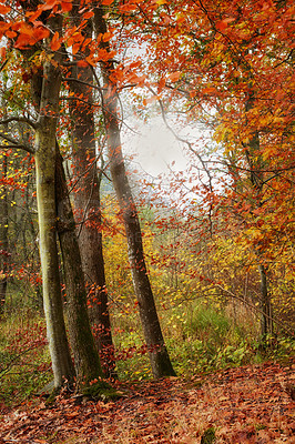 Buy stock photo Autumn, forest and outdoor with landscape as background, texture or wallpaper for decor. Holiday, vacation and travel in meadow, woods and countryside for nature, peace or calm on adventure in Canada