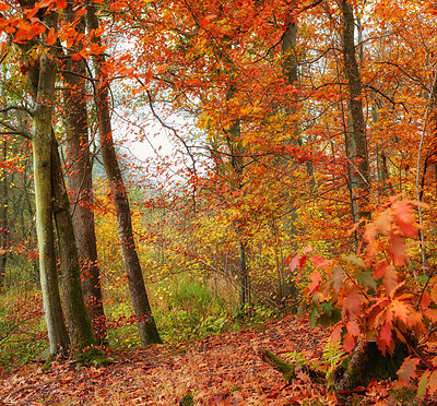 Buy stock photo Autumn, forest and outdoor with countryside as background, texture or wallpaper for season. Holiday, vacation and travel in fall, woods and landscape for nature, peace or calm on adventure in Canada