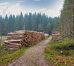 Pile of logs - the forest in autumn