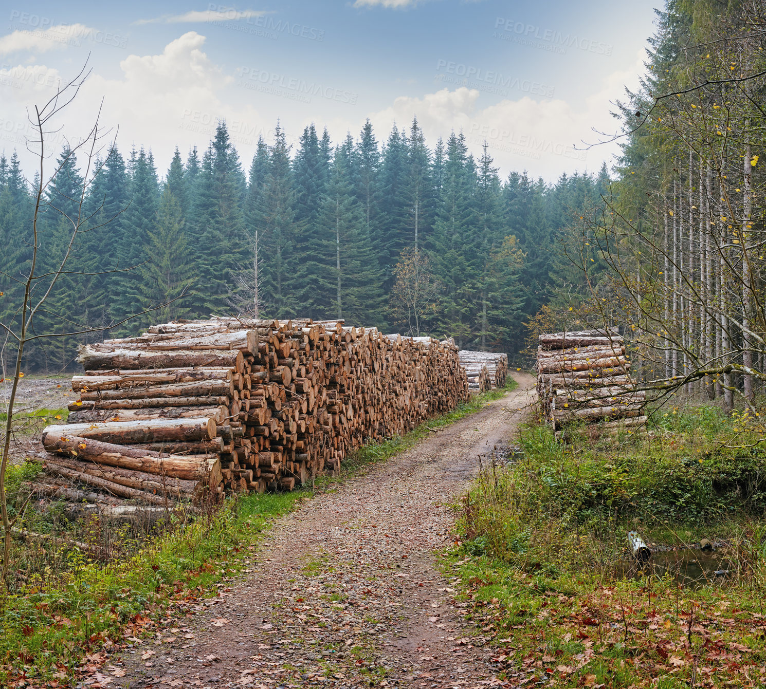 Buy stock photo The forest in the colors of autumn