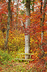 Forest dressed in the colors of autumn