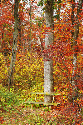 Buy stock photo Autumn, forest and nature with countryside as background, texture or wallpaper for decor. Holiday, vacation and travel in meadow, woods and outdoor for landscape, peace or calm on adventure in Canada